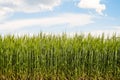 Green rye ears ripening under blue summer cloudy sky Royalty Free Stock Photo