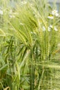 Green rye ears. Seeds of an agricultural cereal plant rye Secale cerealele bluegrass, rye spike in nature, grain awn stem leaf Royalty Free Stock Photo