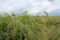 Green rye on the field. Royalty Free Stock Photo