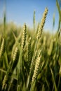 Green rye field Royalty Free Stock Photo