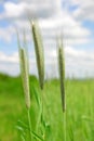 Green rye field Royalty Free Stock Photo