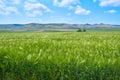 Green rye field in Spring May, near Macin mountains, Dobrogea, Tulcea, Romania, with hills in the distance and few lonely trees