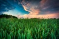 Green rye field at sunset, Poland Royalty Free Stock Photo