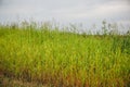 Green rye field. Young wheat background. Beautiful grass texture wallpaper. Nature love concept. Eco friendly agriculture modern Royalty Free Stock Photo