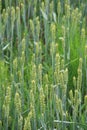 Green rye fields in Lithuania Royalty Free Stock Photo