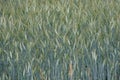 Green rye fields in Lithuania Royalty Free Stock Photo