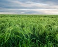 rye fields on summer under a cloudy evening sky Royalty Free Stock Photo