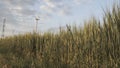 Green rye in front of wind turbine