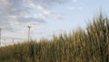 Green rye in front of wind turbine