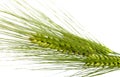 Green rye spikes Royalty Free Stock Photo