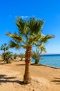 Green sabal palm tree on beach of the Red sea Royalty Free Stock Photo