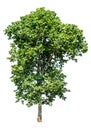 The green sacred tree is completely separated from the white background.