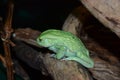 Green sad frog resting on a log Royalty Free Stock Photo