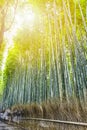 Green Sagano Bamboo Forest in Japan Royalty Free Stock Photo