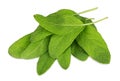 Green sage leafs Royalty Free Stock Photo