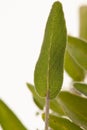 Green sage leaves osolated over white background Royalty Free Stock Photo