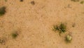 Green Saguaros cactus plants in the desert of Arizona - top view