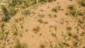 Green Saguaros cactus plants in the desert of Arizona - top view rotate