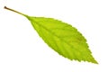 Green sakura leaf Royalty Free Stock Photo