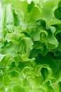 Green salad Royalty Free Stock Photo