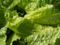 Green salad cos romaine lettuce sliced Royalty Free Stock Photo