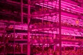 Green salad farm in hydroponics with led lightning, microgreens grow with artificial lighting lamps