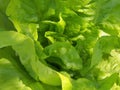 Green salad