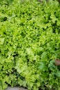 Green salad details Royalty Free Stock Photo