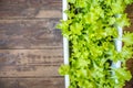 Green salad grown at home in a flower pot on a wooden surface. Green plants in a home greenhouse. Selective focus,