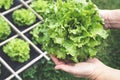 Green salad in the hands Royalty Free Stock Photo