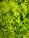 Green salad heap top view. leaves salad texture. Background. Top view close up Macro Photo food vegetable green salad. Texture bac Royalty Free Stock Photo