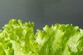 Green salad leaf closeup on with grey background Royalty Free Stock Photo