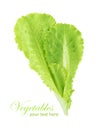 Green salad leaf isolated on a white background