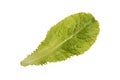 Green salad leaf isolated on white background. One fresh green lettuce leaf isolated on white Royalty Free Stock Photo