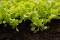 green salad leaves on black soil