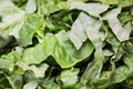 Green salad leaves in full screen Royalty Free Stock Photo