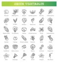 Green salad leaves. Vector vegetarian healthy food leaf set Royalty Free Stock Photo