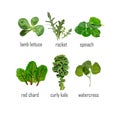 Green salad leaves in vectors