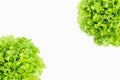 Green salad lettuce vegetable isolated on white background with copy space Royalty Free Stock Photo