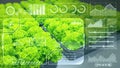 Green salad overlay modern chart graphics HUD for digital computer IOT technology in agriculture farm plant grow analysis concept Royalty Free Stock Photo