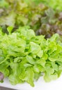Green Salad Plant. Royalty Free Stock Photo