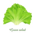 Green Salad plant, food green grasses herbs and plants collection Royalty Free Stock Photo