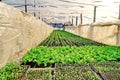 Green salad plant greenhouse Royalty Free Stock Photo