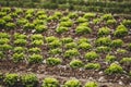 Green salad plant growing in a field Royalty Free Stock Photo