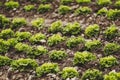 Green salad plant growing in a field Royalty Free Stock Photo