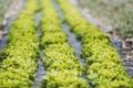 Green salad plant growing in a field Royalty Free Stock Photo