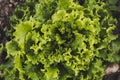 Green salad plant growing in a field Royalty Free Stock Photo