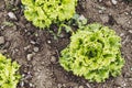 Green salad plant growing in a field Royalty Free Stock Photo