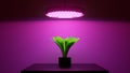 Green salad plant under LED grow light. 3d illustration Royalty Free Stock Photo