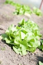 Green salad plantation